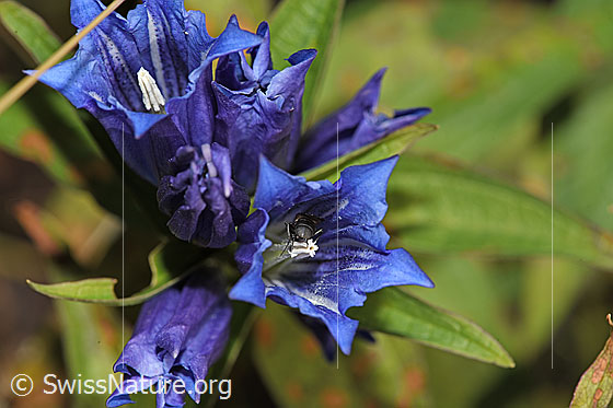 Photo: Gentiana asclepiadea. Blossoms.