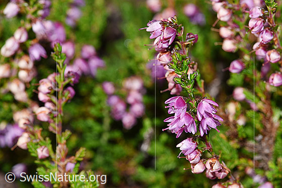 Foto: Besenheide (Calluna vulgaris). Ästchen mit zahlreichen Blüten.