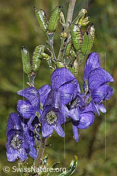 Foto: Dichtblütiger Eisenhut (Aconitum napellus ssp. vulgare). Wird auch Blauer Eisenhut genannt. Blüten und Früchte.