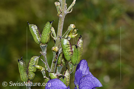 Foto: Dichtblütiger Eisenhut (Aconitum napellus ssp. vulgare). Stängel und Früchte.