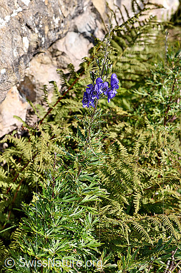 Foto: Dichtblütiger Eisenhut (Aconitum napellus ssp. vulgare). Ganze Pflanze (Habitus).