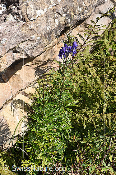 Foto: Dichtblütiger Eisenhut (Aconitum napellus ssp. vulgare). Wird auch Blauer Eisenhut genannt. Ganze Pflanze (Habitus).
