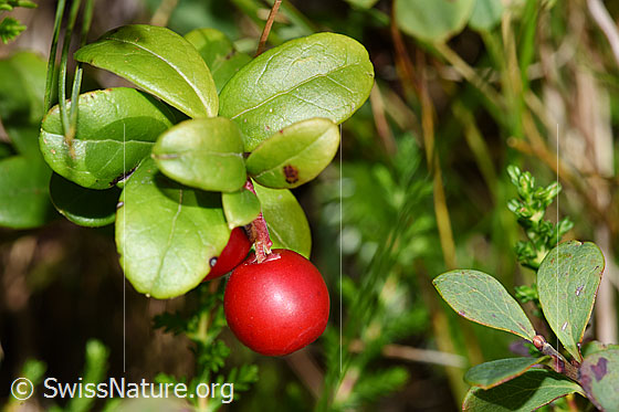 Preiselbeere (Vaccinium vitis-idaea)