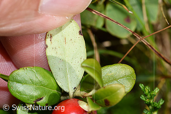 Photo: Vaccinium vitis-idaea. Leaf underside.
