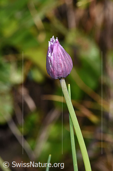 Foto: Schnittlauch (Allium schoenoprasum). Stängel und Blüte.