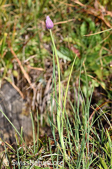 Foto: Schnittlauch (Allium schoenoprasum). Ganze Pflanze (Habitus).