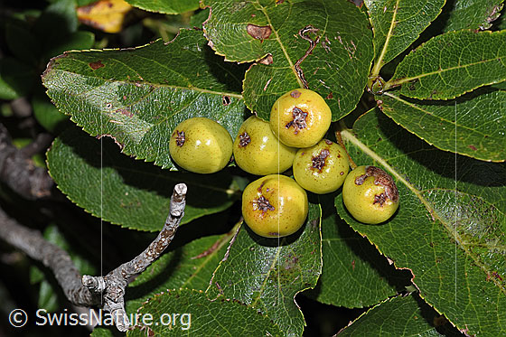 Zwergmispel  (Sorbus chamaemespilus)