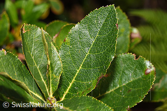 Foto: Zwergmispel  (Sorbus chamaemespilus). Blätter. Blattoberseite.