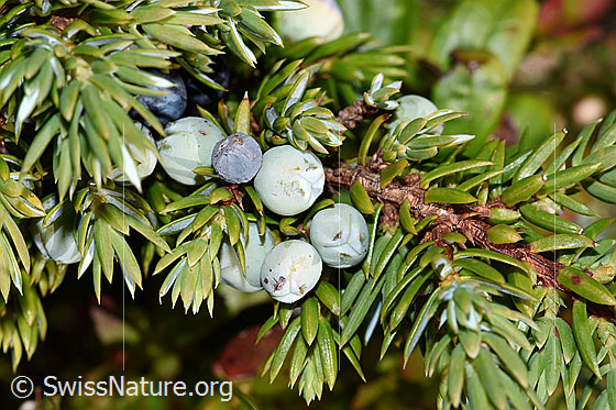 Foto: Alpen-Wacholder (Juniperus communis var. saxatilis). Früchte (Beeren).