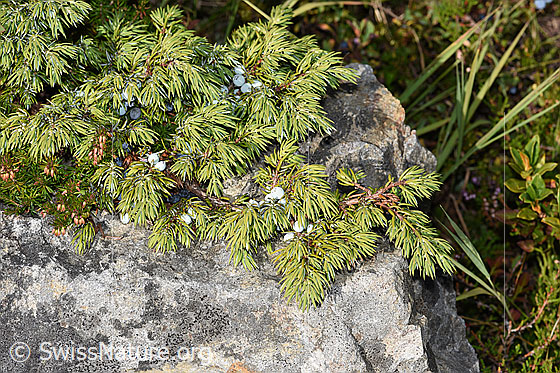 Photo: Juniperus communis var. Saxatilis. Branch with needles and fruit (berries).