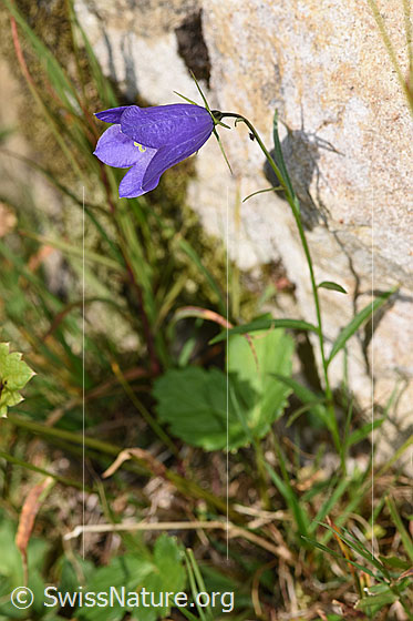 Foto: Scheuchzers Glockenblume (Campanula scheuchzeri). Ganze Pflanze (Habitus).