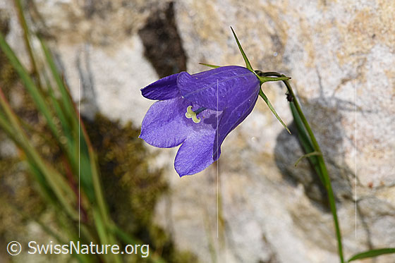 Foto: Scheuchzers Glockenblume (Campanula scheuchzeri). Blüte.