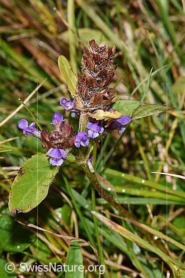 Foto: Gemeine Brunelle (Prunella vulgaris). Ganze Pflanze (Habitus).