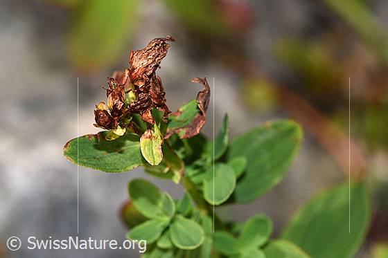 Photo: Hypericum maculatum. Faded blossom and leaves.