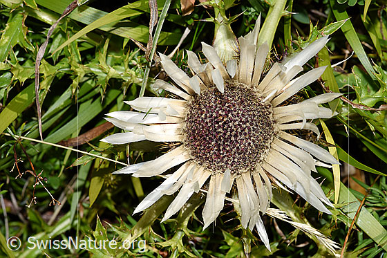 Photo: Carlina acaulis ssp. Caulescens. Blossom.