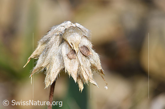 Foto: Alpen-Wundklee (Anthyllis vulneraria ssp. alpestris). Verblühte Blüte und Früchte.