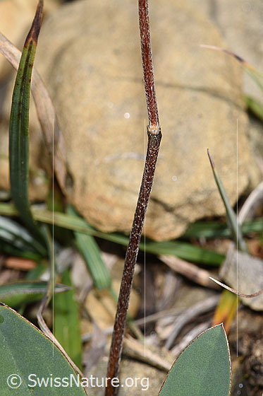 Foto: Alpen-Wundklee (Anthyllis vulneraria ssp. alpestris). Stängel.