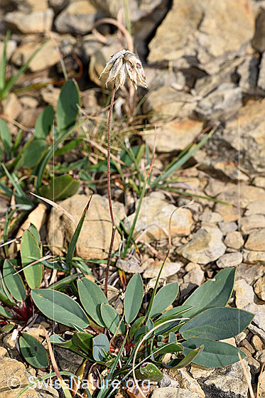 Foto: Alpen-Wundklee (Anthyllis vulneraria ssp. alpestris). Ganze Pflanze (Habitus).