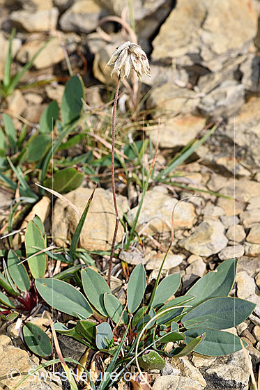 Foto: Alpen-Wundklee (Anthyllis vulneraria ssp. alpestris). Ganze Pflanze (Habitus).