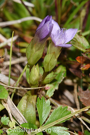 Photo: Gentiana campestris. Whole plant (Habiti).