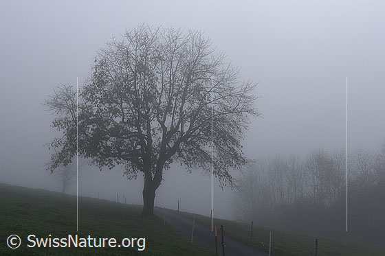 Photo: Foggy atmosphere with a single tree.