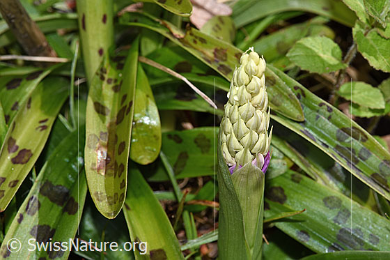 Photo: Orchis mascula. Inflorescence. The flowers have not yet opened.