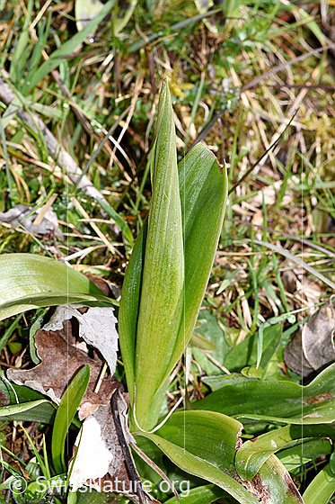 Photo: Orchis mascula. The inflorescence can already be seen inside the vertical leaf.