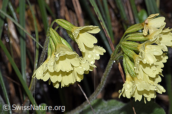 Foto: Wald-Schlüsselblume (Primula elatior). Blüten.