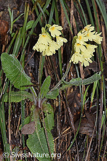 Foto: Wald-Schlüsselblume (Primula elatior). Ganze Pflanze (Habitus).