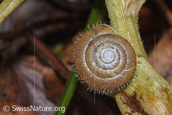 Zottige Haarschnecke (Trochulus villosus)