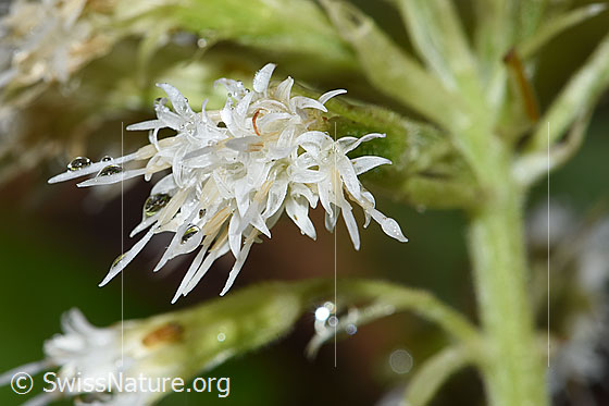 Weisse Pestwurz (Petasites albus)
