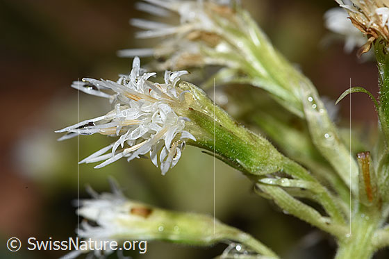 Foto: Weisse Pestwurz (Petasites albus). Blüte. Ansicht von der Seite.
