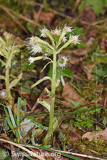 Foto: Weisse Pestwurz (Petasites albus). Ganze Pflanze (Habitus).
