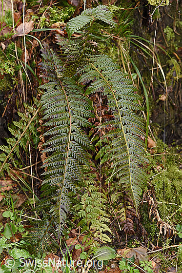 Foto: Gelappter Schildfarn (Polystichum aculeatum). Ganze Pflanze (Habitus).