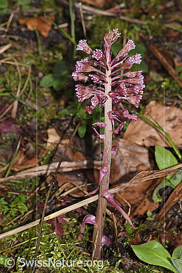 Foto: Rote Pestwurz (Petasites hybridus). Ganze Pflanze (Habitus).