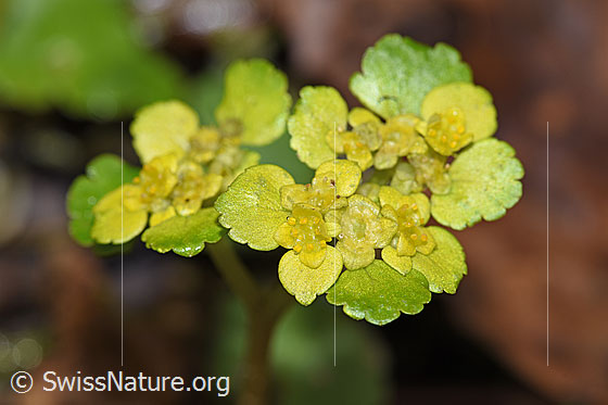 Foto: Wechselblättriges Milzkraut (Chrysosplenium alternifolium). Blüten.