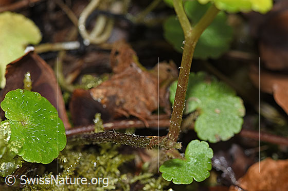 Photo: Chrysosplenium alternifolium. Leaves and stem.