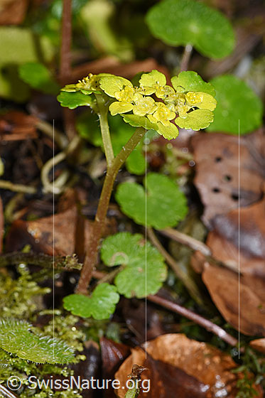 Foto: Wechselblättriges Milzkraut (Chrysosplenium alternifolium). Ganze Pflanze (Habitus).