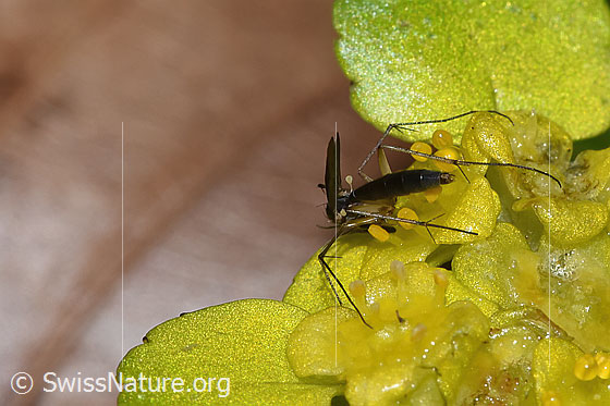 Photo: Probably fungus gnat of the genus Exechia Chrysosplenium alternifolium. View from diagonally behind. 