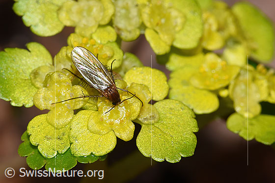 Foto: Wahrscheinlich Pilzmücke der Gattung Mycetophila auf Wechselblättrigem Milzkraut (Chrysosplenium alternifolium). Ansicht von oben.