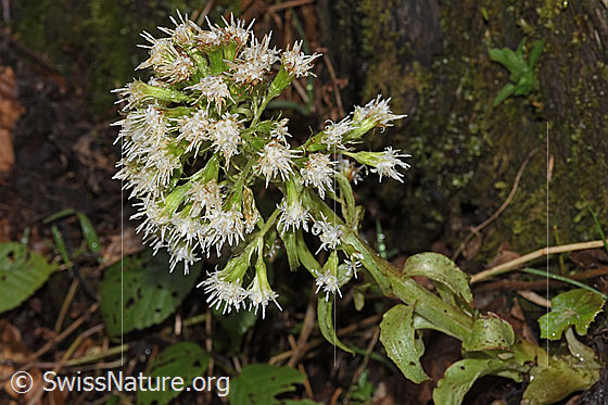 Foto: Weisse Pestwurz (Petasites albus). Blütenstand.