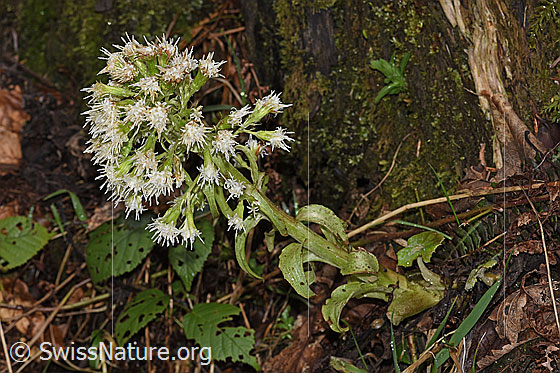 Foto: Weisse Pestwurz (Petasites albus). Ganze Pflanze (Habitus).