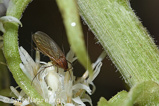 Photo: Probably Fungus gnat of the genus Mycetophila on Petasites albus. View from diagonally above.