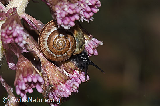 Photo: Arianta arbustorum on Petasites hybridus. Diameter: 15mm. View from the side.