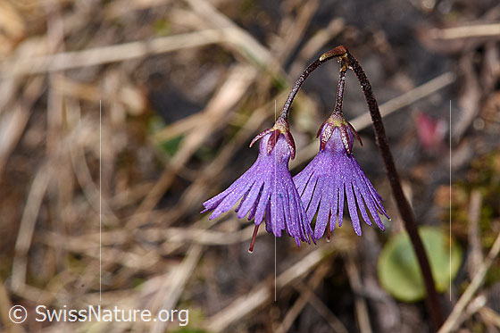 Photo: Soldanella alpina. Blossoms and stem.
