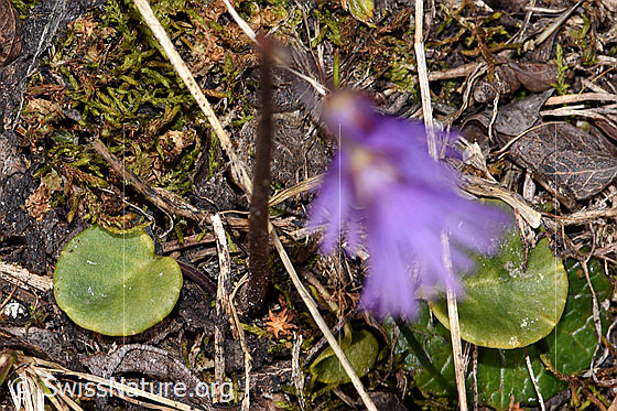 Photo: Soldanella alpina. Leaf.