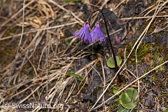 Photo: Soldanella alpina. Whole plant (habiti).