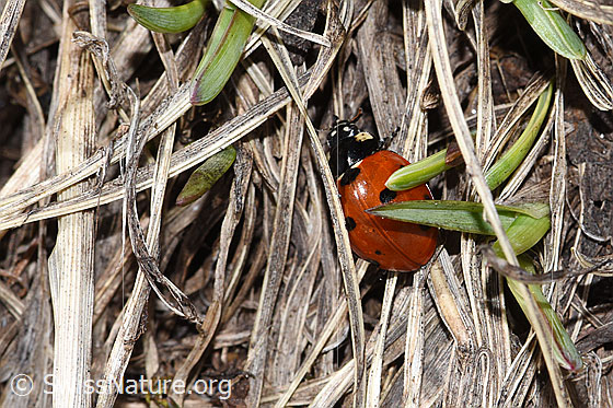 Photo: Coccinella septempunctata. View from diagonally above.