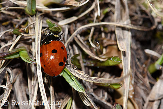 Photo: Coccinella septempunctata. View from above.