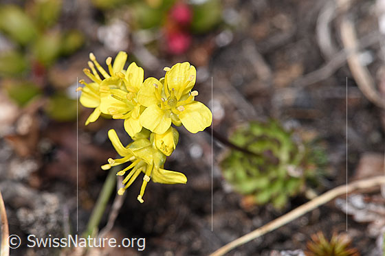 Photo: Draba hoppeana. Blossoms.